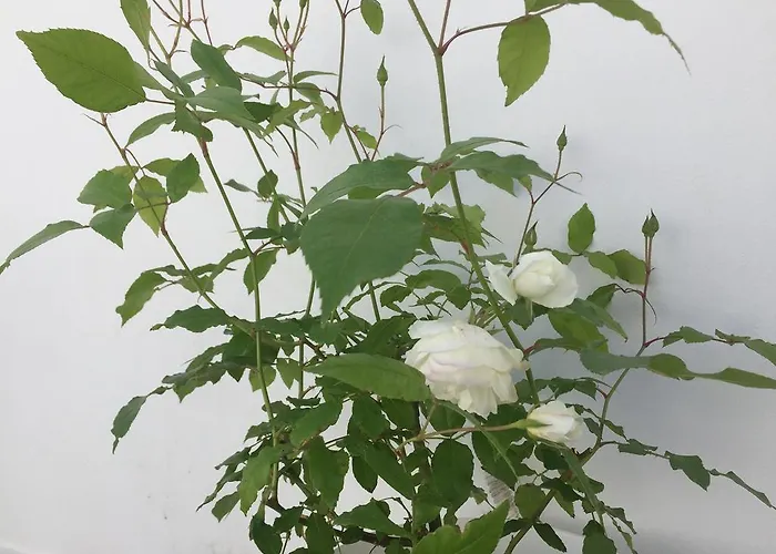 Oda ve Kahvaltı The White 4*