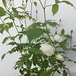 Bed & Breakfast The White 4*