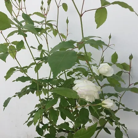 Oda ve Kahvaltı The White 4*